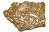Ordovician Kukersite Oil Shale w/ Bryozoan & Trilobite Fossils #368947-1